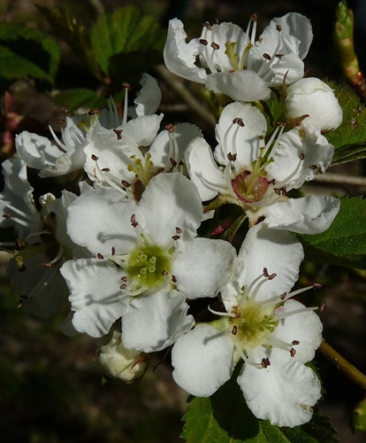 {Crataegus aemula}